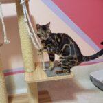 montic_bengal_jungle_kitten_1