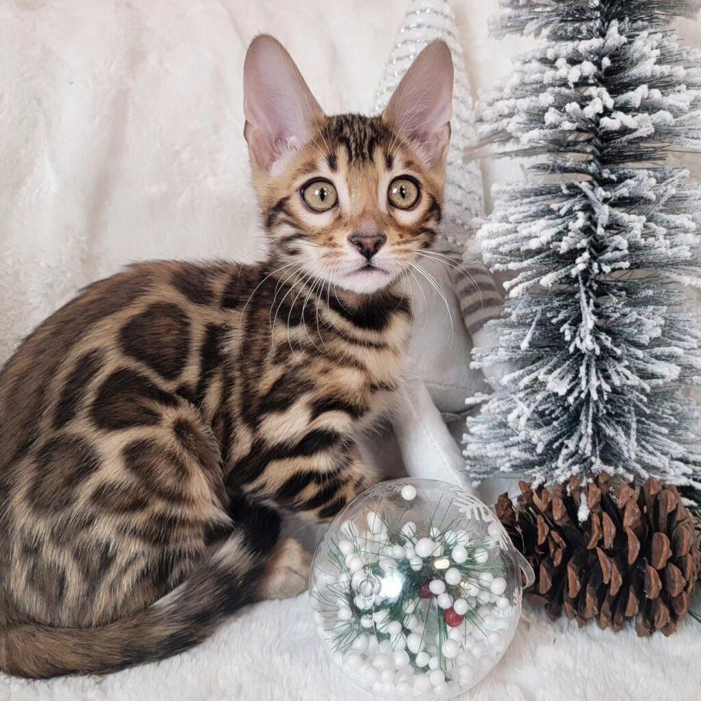 bengal cat Joker