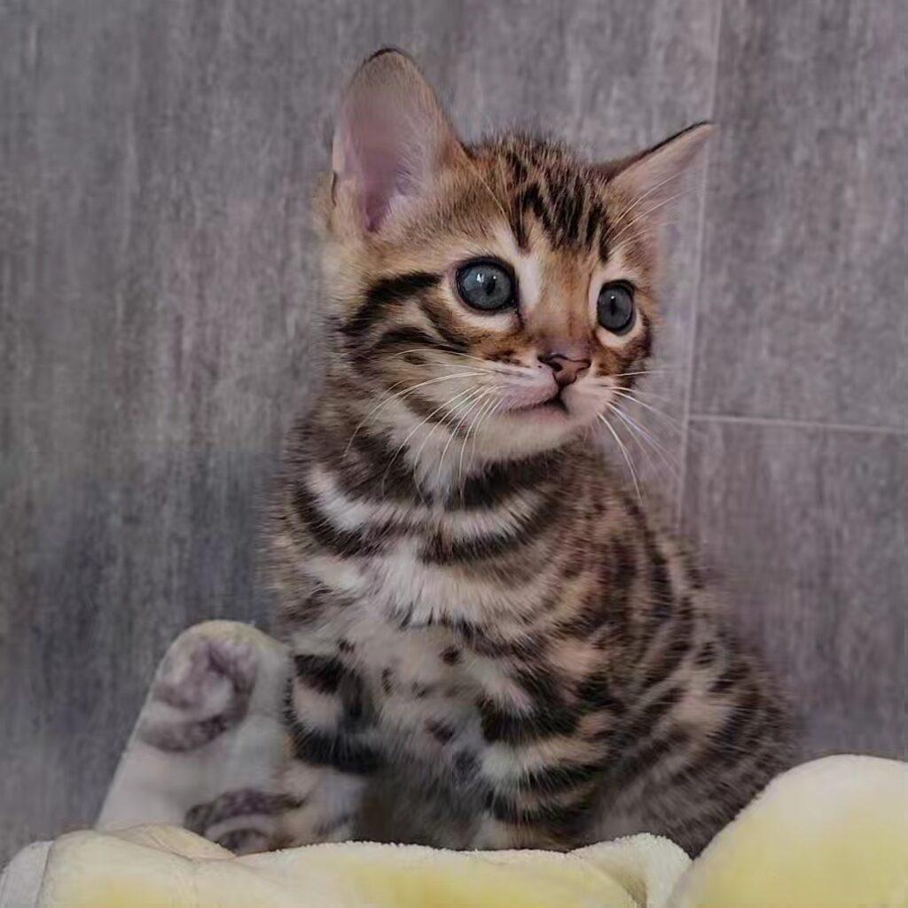 beautiful bengal kitty