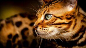 An incredibly beautiful Bengal cat with big eyes