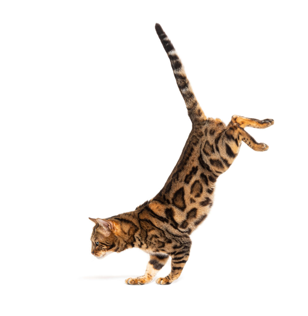 Very active Bengal cat | Cattery Bengal Bengal cat jumping