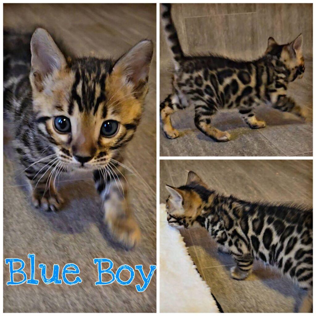 Calico Bengal kitten with blue eyes on a wooden floor, collage-style layout labeled 'Blue Boy' in blue text at the bottom left.