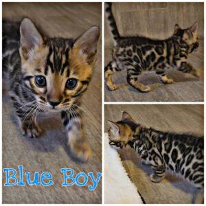 Calico Bengal kitten with blue eyes on a wooden floor, collage-style layout labeled 'Blue Boy' in blue text at the bottom left.